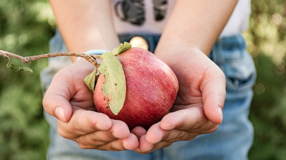 For Students Staying Put on Campus, a Sweet High Holiday Season